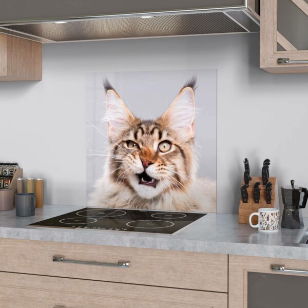 Splashback - Maine Coon Cat Hisses - Image 2