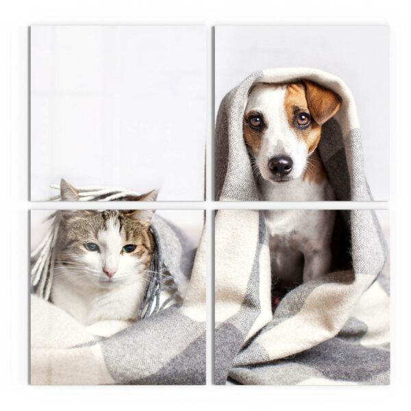 Wandbilder - Katze und Hund zugedeckt – Bild 2