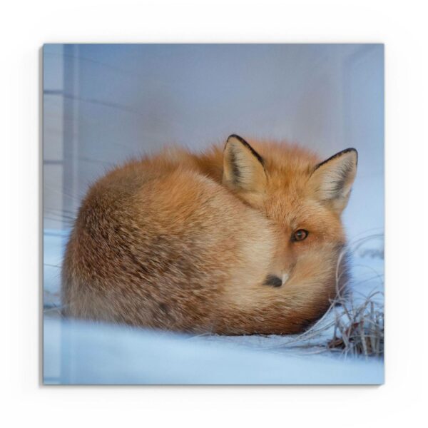 Wall Art - Shy Fox in the Snow - Image 2