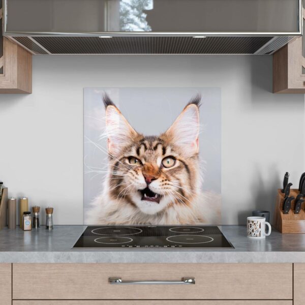Splashback - Maine Coon Cat Hisses - Image 3