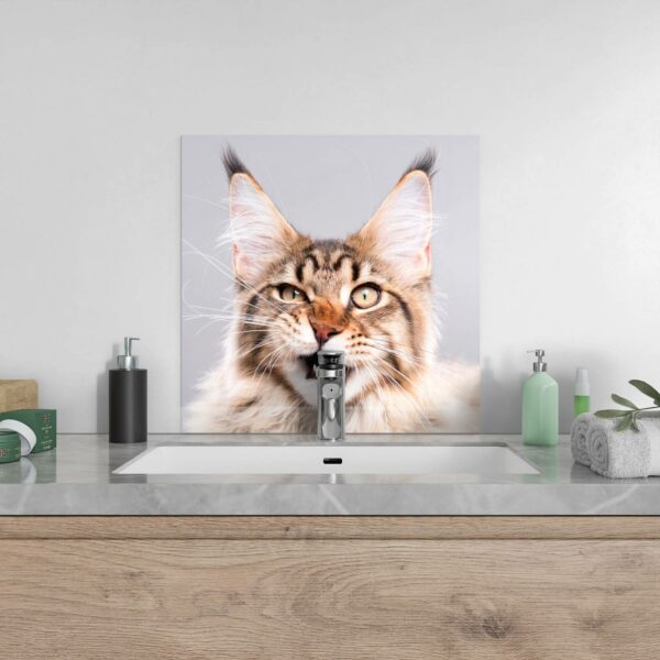 Splashback - Maine Coon Cat Hisses - Image 4