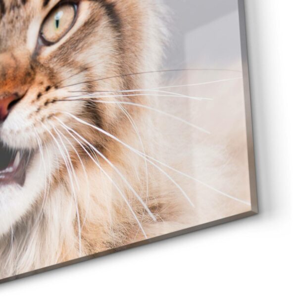 Splashback - Maine Coon Cat Hisses - Image 5