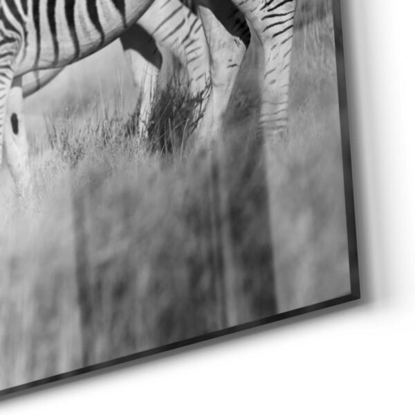 Wandbild - Zebras beieinanderstehend – Bild 5